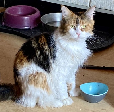 Emma, Main Coon - Katze