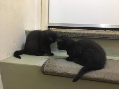 Emma und Lea, Mischling Jungtier - Katze