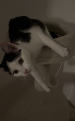 Emmi