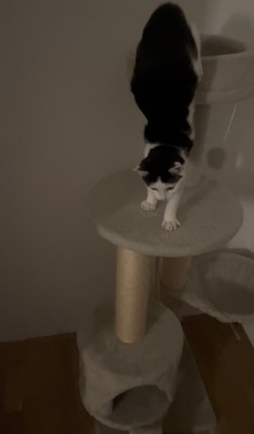 Emmi, Hauskätzchen - Katze