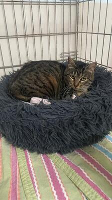 Enriqueta, Europäisch Kurzhaar - Katze