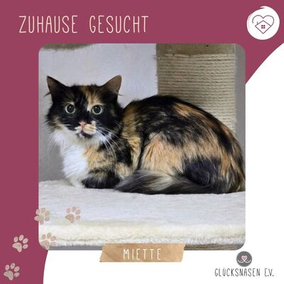 Entspannte Katze Miette wartet auf Post