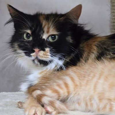 Entspannte Katze Miette wartet auf Post, EKH - Katze