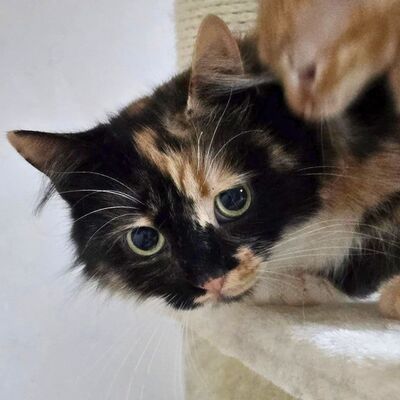 Entspannte Katze Miette wartet auf Post, EKH - Katze