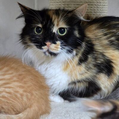 Entspannte Katze Miette wartet auf Post, EKH - Katze