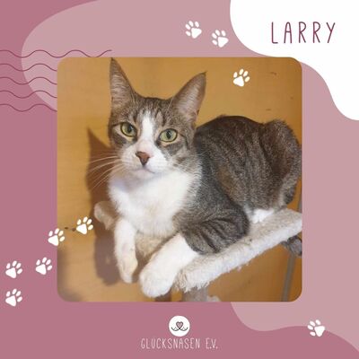 Entzückender Kater Larry möchte so gern ankommen, EKH - Kater