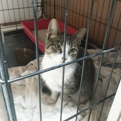 Entzückender Kater Larry möchte so gern ankommen, EKH - Kater