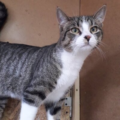 Entzückender Kater Larry möchte so gern ankommen, EKH - Kater