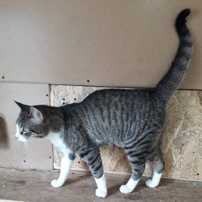 Entzückender Kater Larry möchte so gern ankommen, EKH - Kater