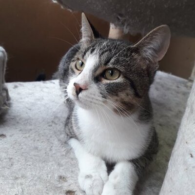 Entzückender Kater Larry möchte so gern ankommen, EKH - Kater