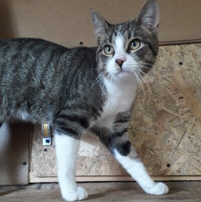 Entzückender Kater Larry möchte so gern ankommen, EKH - Kater