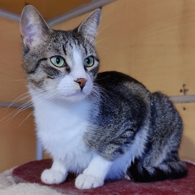 Entzückender Kater Larry möchte so gern ankommen, EKH - Kater