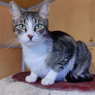 Entzückender Kater Larry möchte so gern ankommen, EKH - Kater