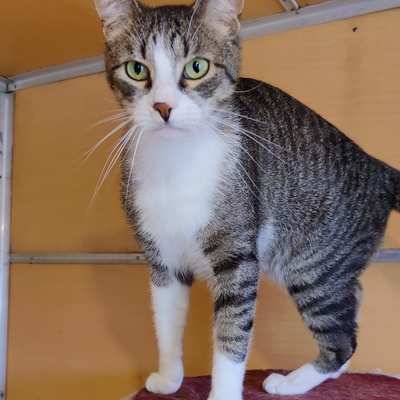 Entzückender Kater Larry möchte so gern ankommen, EKH - Kater