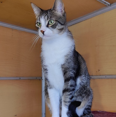 Entzückender Kater Larry möchte so gern ankommen, EKH - Kater