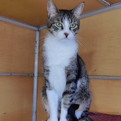 Entzückender Kater Larry möchte so gern ankommen, EKH - Kater
