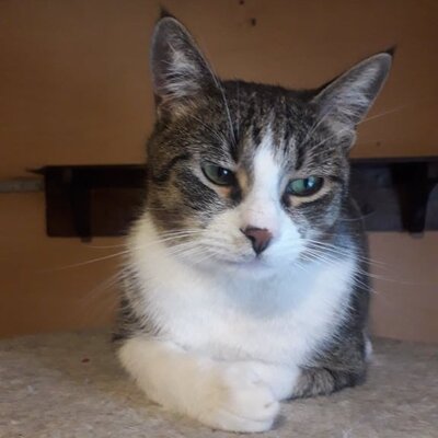 Entzückender Kater Larry möchte so gern ankommen, EKH - Kater