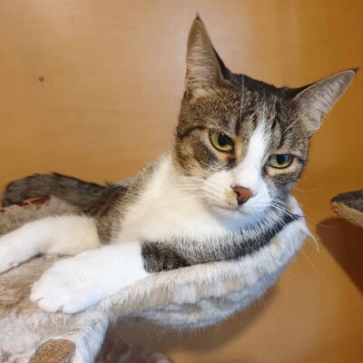 Entzückender Kater Larry möchte so gern ankommen, EKH - Kater