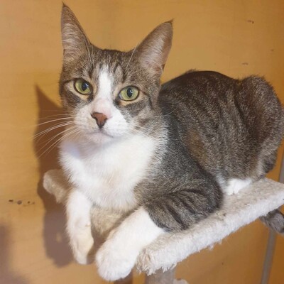 Entzückender Kater Larry möchte so gern ankommen, EKH - Kater