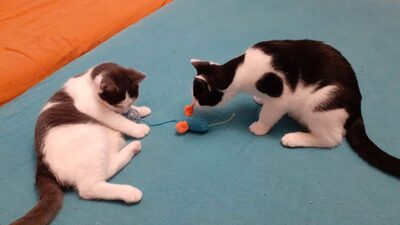 Erik und Egon, Mischling Jungtier - Kater