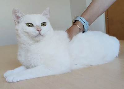 Escorpia - liebevolle Dame sucht Zuneigung und Liebe, EKH - Katze