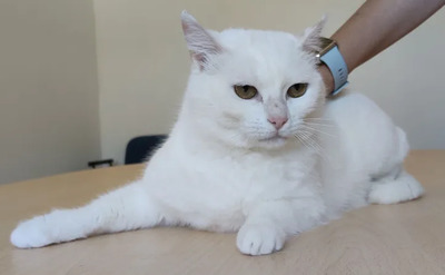Escorpia - liebevolle Dame sucht Zuneigung und Liebe, EKH - Katze