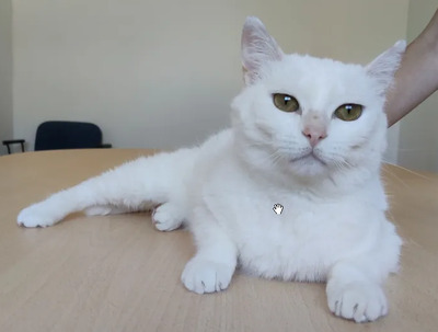 Escorpia - liebevolle Dame sucht Zuneigung und Liebe, EKH - Katze