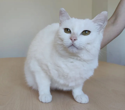 Escorpia - liebevolle Dame sucht Zuneigung und Liebe, EKH - Katze
