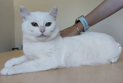 Escorpia - liebevolle Dame sucht Zuneigung und Liebe, EKH - Katze