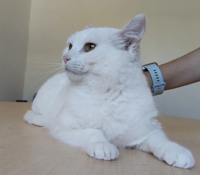 Escorpia - liebevolle Dame sucht Zuneigung und Liebe, EKH - Katze