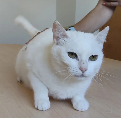 Escorpia - liebevolle Dame sucht Zuneigung und Liebe, EKH - Katze