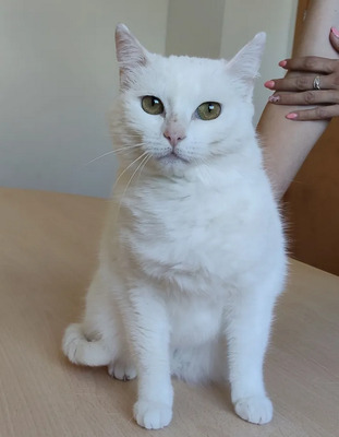 Escorpia - liebevolle Dame sucht Zuneigung und Liebe, EKH - Katze