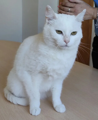 Escorpia - liebevolle Dame sucht Zuneigung und Liebe, EKH - Katze