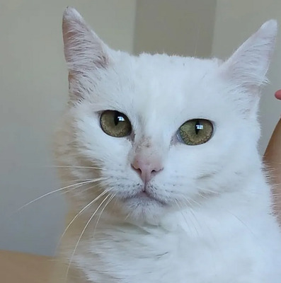 Escorpia - liebevolle Dame sucht Zuneigung und Liebe, EKH - Katze