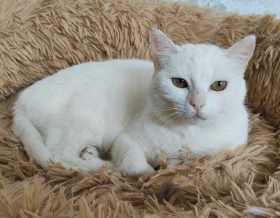 Escorpia - liebevolle Dame sucht Zuneigung und Liebe, EKH - Katze