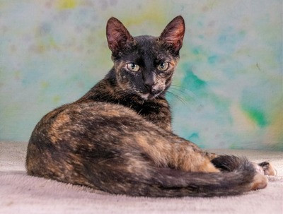 Esperanca - eine feine Lady, Mix - Katze
