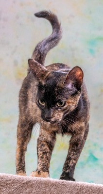 Esperanca - eine feine Lady, Mix - Katze