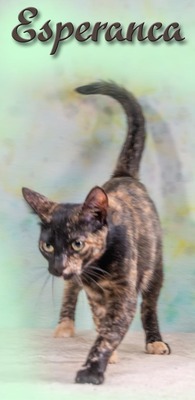 Esperanca - eine feine Lady, Mix - Katze