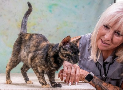 Esperanca - eine feine Lady, Mix - Katze