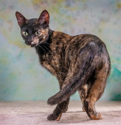 Esperanca - eine feine Lady, Mix - Katze