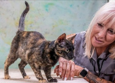 Esperanca - eine feine Lady, Mix - Katze