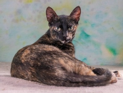 Esperanca - eine feine Lady, Mix - Katze