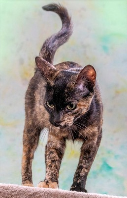 Esperanca - eine feine Lady, Mix - Katze