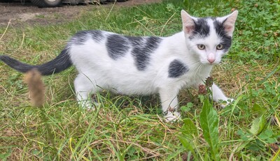 , Eur. Kurzhaar Jungtier - Katze