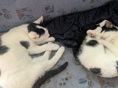 , Eur. Kurzhaar Jungtier - Katze