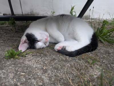 , Eur. Kurzhaar Jungtier - Katze