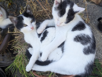 , Eur. Kurzhaar Jungtier - Katze
