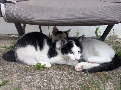 , Eur. Kurzhaar Jungtier - Katze