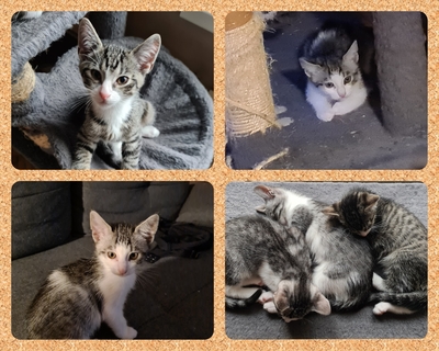 Europäisch Kurzhaar Jungtier - Kater