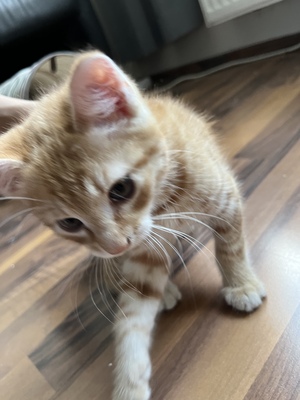 Europäisch Kurzhaar Jungtier - Kater